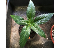 Afrikanisches Damiana