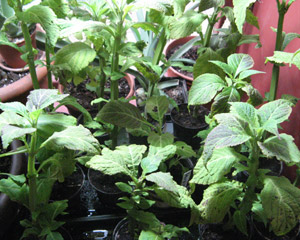 Salvia Divinorum Pflanze