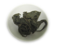 Salvia divinorum Blätter